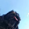 Whisky, Lili & Bailey - @lilibailey_ - TikTok