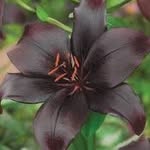 Lilibell Sews - @lilibellsews - Instagram