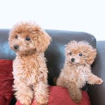 LILI & BOO - @liliboo_thekaraages - Instagram