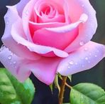 Lili Cabrera - Facebook
