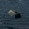 Lili Carson - @lily.carson4 - TikTok