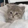 lili lala - @lili.lala.mp3 - TikTok