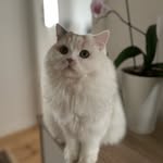 Lili & Leo’s - @lili__leo__ - Instagram