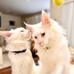 Lili, Leo & LittleG - @lili.leo.littleg - Instagram