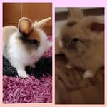 Lili a Max🐇🐰 - @lili_max__ - Instagram