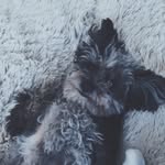 Lili Mitchell🐾 - @lilithedog123 - Instagram