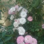 Lili Ocampo - Facebook