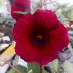 Lili Patel - Facebook