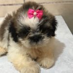 Lili_pedro - @lili_pedro_shitzu - Instagram