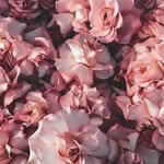 @lilipham94 - Instagram