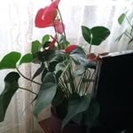 popescu lili - @lili.popescu1959 - Instagram