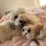 Sylvie Blanchet - @lilipopetmoi - Instagram