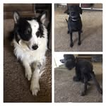 Lili Robbins - @photography_my_dogs - Instagram