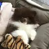 lilipop - @lili.roman7 - TikTok