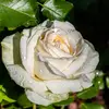 Lili Ross - @12345679876abc - TikTok