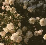 Lili Ross - Facebook