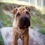 @lili_sharpei - Instagram