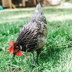 Ashley l LiliSteele Homestead - @lilisteelehomestead - Instagram