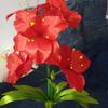 Liliofthevally - @liliterry5 - TikTok
