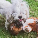 Lili &Toddy🐶❤️ - @lili_toddy33 - Instagram