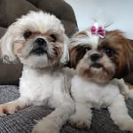 Toddy & Lili - @lili_toddy2020 - Instagram