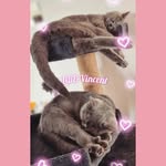 Lili&Vincent - @lil_vincce - Instagram