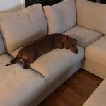 Lili Watson - @lili_the_sausage - Instagram