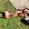 Lili Watson - @lili_the_sausage - TikTok