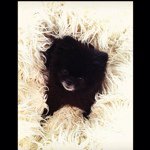 ~Lili Wells~ - @my_pup_lili - Instagram