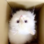 LiLi White 🐈 - @_liliwhite - Instagram