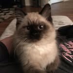 alice - @lili.wolfstar - Instagram