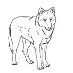 lili.wolf is cute - @lili.wolfis - Instagram