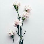 Lilly - @lilianreedcraft - Instagram