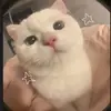 Lilliana English - @lillianaenglish - TikTok