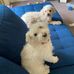 Lilli Gordon - Facebook
