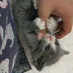 Lillian Barrera - @waffle416 - Instagram