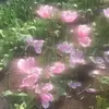lilly<3 - @lilliana.booth - TikTok