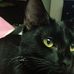Lillian Jackson Braun - Facebook