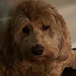 Aves Lillian Cardwell - @lilly_luv_hihihi - Instagram