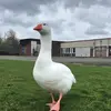Lillian Cartwright - @lillian.cartwright - TikTok
