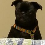 Lillian D Chamberlain - @lillianpug - Instagram
