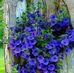 Lillian Clarke - Facebook