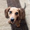 Dowell’s Dachshund - @lilliandowell - TikTok