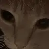 Lillian Edmonds - @lillian.edmonds5 - TikTok