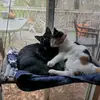 Lilly & Emerson 😺 - @lillyandemerson - TikTok