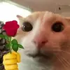 lily.harrington101 - @lily.harrington101 - TikTok