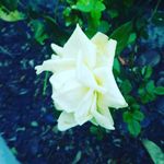 Lillian Hodges - @lillianhodges33 - Instagram