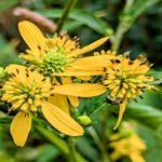 Lillian Jarrett - @micro_hiking - Instagram