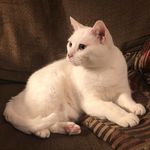 Lillian Justice - @lillianjusticecat - Instagram
