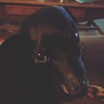 Lillian_justice_lexi_friend - @lillian_justice_lexi_dog - Instagram